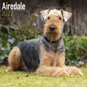  Airedale Terrier Kalender 2022