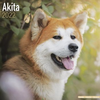 Akita inu Kalender 2022 (24-10003)