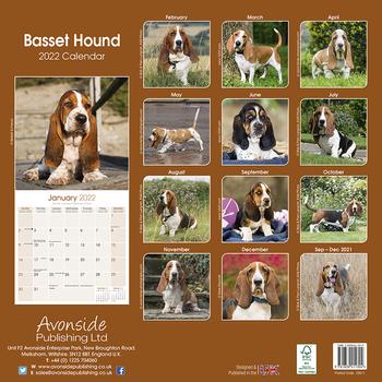 Basset Hound Kalender 2022 (24-10011)