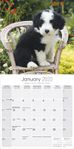 Bearded Collie Kalender 2022 (24-10013)