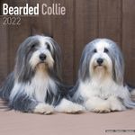 Bearded Collie Kalender 2022 (24-10013)