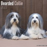  Bearded Collie Kalender 2022