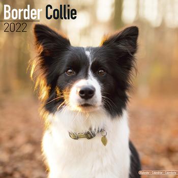 Border Collie Kalender 2022 (24-10018)