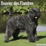 Bouvier Des Flandres Kalender 2022 (24-10020)
