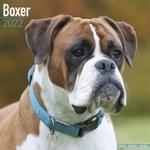 Boxer Kalender 2022 (24-10022)