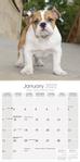 Bulldog Kalender 2022 (24-10024)