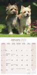 Cairn Terrier Kalender 2022 (24-10025)