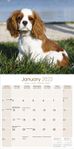 Cavalier King Charles Spaniel Kalender 2022 (24-10026)