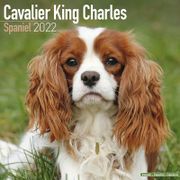 Cavalier King Charles Spaniel Kalender 2022