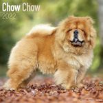 Chow Chow Kalender 2022 (24-10028)