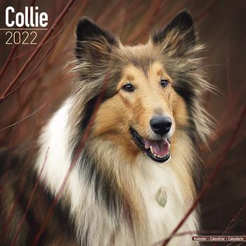 Collie Kalender 2022 (24-10030)