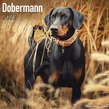 Dobermann Kalender 2022 (24-10035)