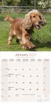 Cocker Spaniel Kalender 2022 (24-10029)