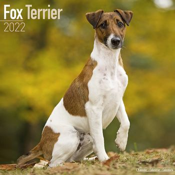 Fox Terrier Kalender 2022 (24-10037)