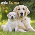 Golden Retriever Kalender 2022 (24-10041)