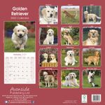 Golden Retriever Kalender 2022 (24-10041)