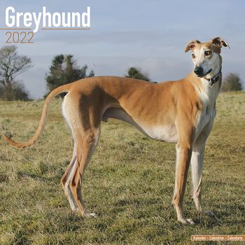 Greyhound Kalender 2022 (24-10045)