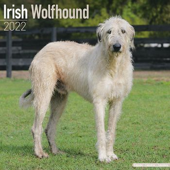 Irsk Ulvehund Kalender 2022 (24-10047)
