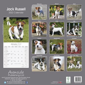 Jack Russel Terrier Kalender 2022 (24-10048)
