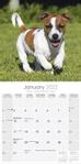 Jack Russel Terrier Kalender 2022 (24-10048)