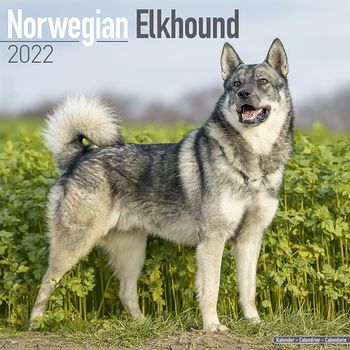 Norsk Elghund Kalender 2022 (24-10056)