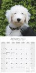 Old English Sheepdog Kalender 2022 (24-10057)