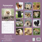 Pomeranian Kalender 2022 (24-10060)