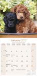 Puddel Kalender 2022 (24-10061)