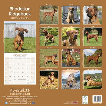 Rhodesian Ridgeback Kalender 2022 (24-10063)