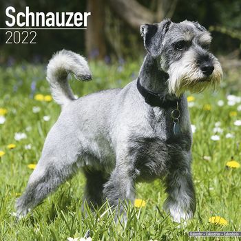 Schnauzer Kalender 2022 (24-10068)