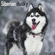  Siberian Husky Kalender 2022
