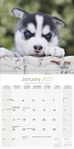 Siberian Husky Kalender 2022 (24-10073)
