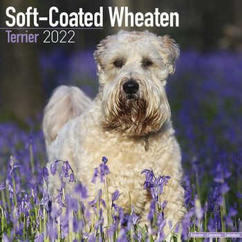 Irish Softcoated Wheaten Terrier Kalender 2022 (24-10074)