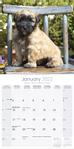Irish Softcoated Wheaten Terrier Kalender 2022 (24-10074)