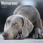 Weimaraner Kalender 2022 (24-10077)