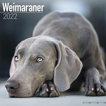 Weimaraner Kalender 2022 (24-10077)