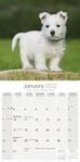 Westie Kalender 2022 (24-10078)