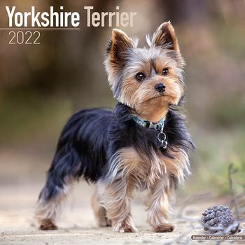 Yorkshire Terrier 2022 (24-10080)