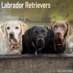 Labrador retriever mixed Kalender 2022 (24-10086)