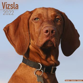 Ungarsk Vizsla Kalender 2022 (24-10090)