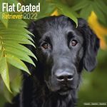 Flat Coated Retriever Kalender 2022 (24-10092)