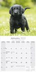 Flat Coated Retriever Kalender 2022 (24-10092)