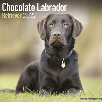 Labrador retriever brun Kalender 2022 (24-10094)