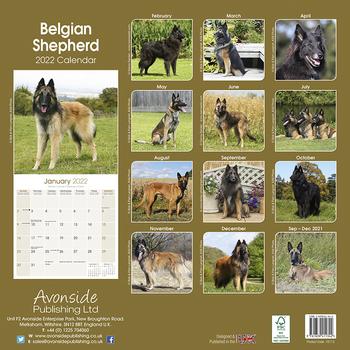 Belgisk Fårehund Kalender 2022 (24-10112)