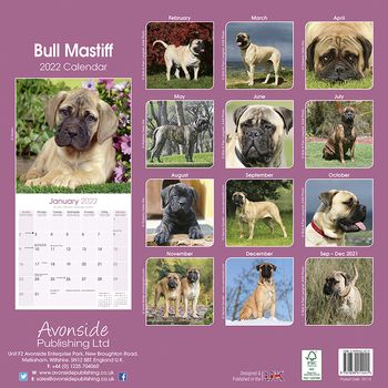Bull Mastiff Kalender 2022 (24-10113)
