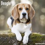 Beagle Kalender 2022 (24-10012)