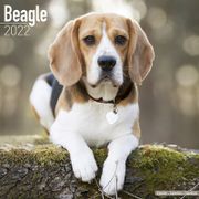  Beagle Kalender 2022