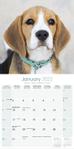 Beagle Kalender 2022 (24-10012)