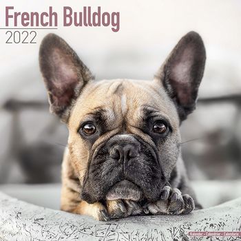 Fransk Bulldog Kalender 2022 (24-10038)