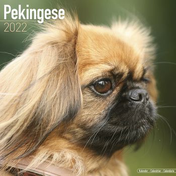 Pekingeser Kalender 2022 (24-10059)